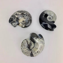Load image into Gallery viewer, Single Polished Goniatite Fossil | 1-3 inch | Black | Morocco