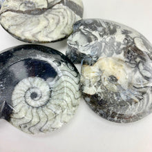 Load image into Gallery viewer, Single Polished Goniatite Fossil | 1-3 inch | Black | Morocco