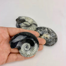 Load image into Gallery viewer, Single Polished Goniatite Fossil | 1-3 inch | Black | Morocco