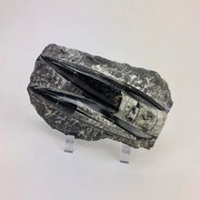 Load image into Gallery viewer, Double Polished Fossil Orthoceras in Matrix approx 100-130 mm 4-5" | Morocco