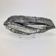 Load image into Gallery viewer, Double Polished Fossil Orthoceras in Matrix approx 100-130 mm 4-5" | Morocco