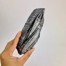 Load image into Gallery viewer, Double Polished Fossil Orthoceras in Matrix approx 100-130 mm 4-5" | Morocco