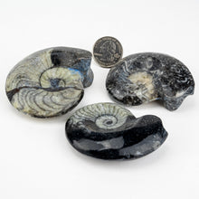 Load image into Gallery viewer, Single Polished Goniatite Fossil | 1-3 inch | Black | Morocco