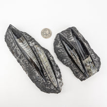 Load image into Gallery viewer, Double Polished Fossil Orthoceras in Matrix approx 100-130 mm 4-5" | Morocco