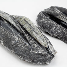 Load image into Gallery viewer, Double Polished Fossil Orthoceras in Matrix approx 100-130 mm 4-5" | Morocco
