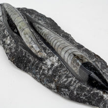 Load image into Gallery viewer, Double Polished Fossil Orthoceras in Matrix approx 100-130 mm 4-5" | Morocco