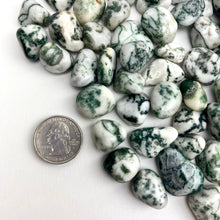 Load image into Gallery viewer, Tree Agate | Tumbled | 15-25mm | 1lb | India