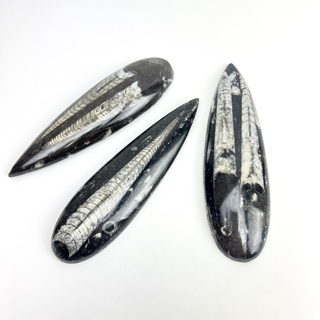 Polished Fossil Orthoceras | Large: 80-160mm  | Morocco