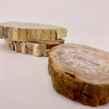 Load image into Gallery viewer, Petrified Wood Slab / 2-3&quot;
