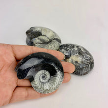 Load image into Gallery viewer, Morrocco Fossil Single polished Goniatites 2-3 inch Black
