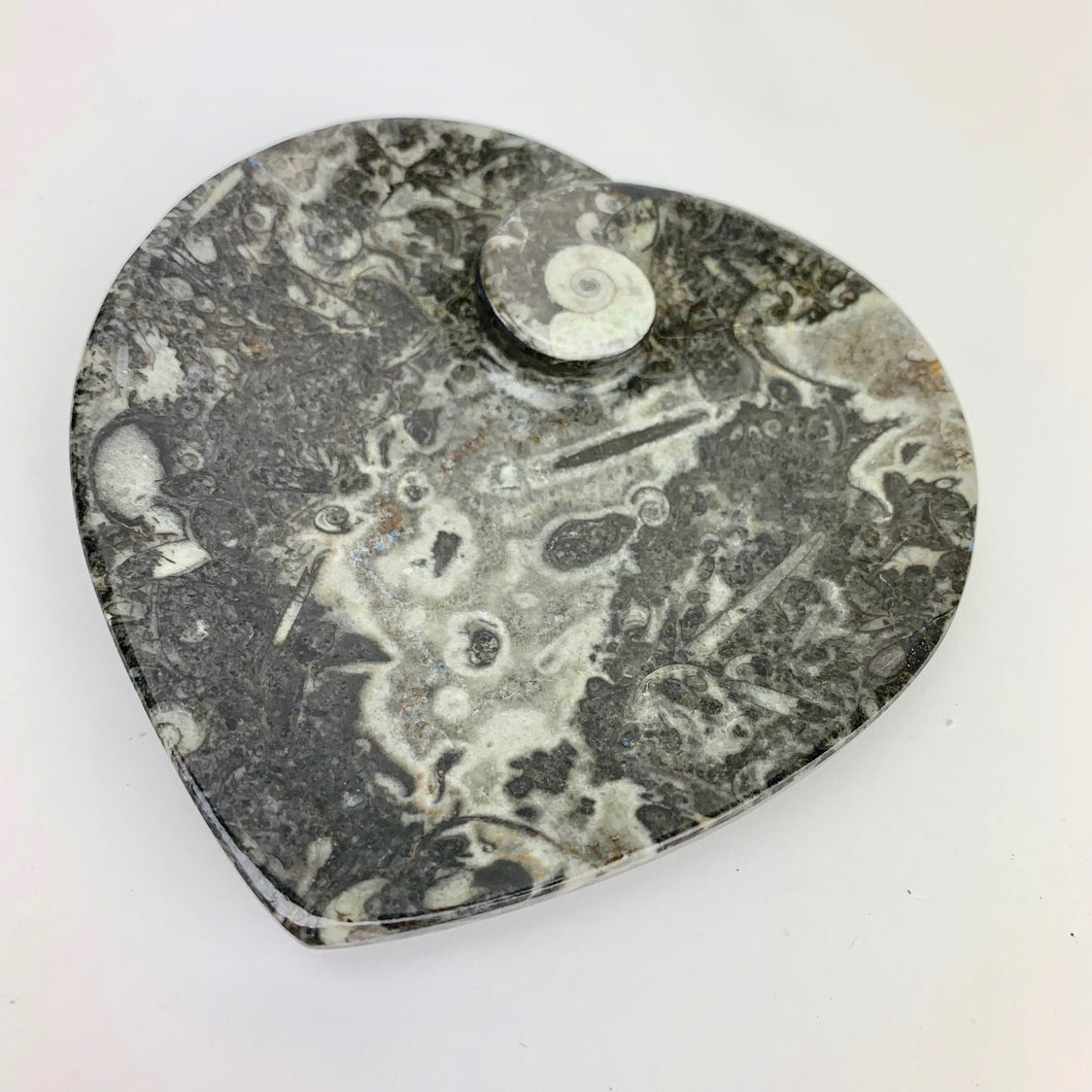Fossil Heart Dish | 100mm | Morocco