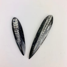 Load image into Gallery viewer, Polished Fossil Orthoceras | 50-75 mm | Pre-Drilled for Pendent Creations
