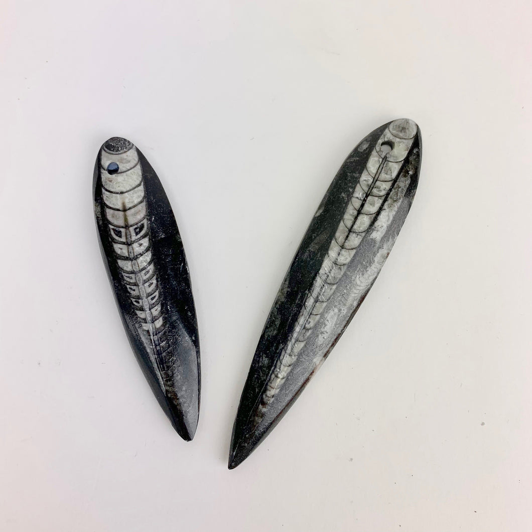 Polished Fossil Orthoceras | 50-75 mm | Pre-Drilled for Pendent Creations