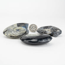 Load image into Gallery viewer, Morrocco Fossil Single polished Goniatites 2-3 inch Black
