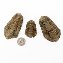 Load image into Gallery viewer, Mud Bugs (trilobites) | Morocco
