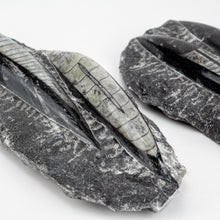 Load image into Gallery viewer, Double Polished Fossil Orthoceras in Matrix approx 100-130 mm 4-5&quot; | Morocco
