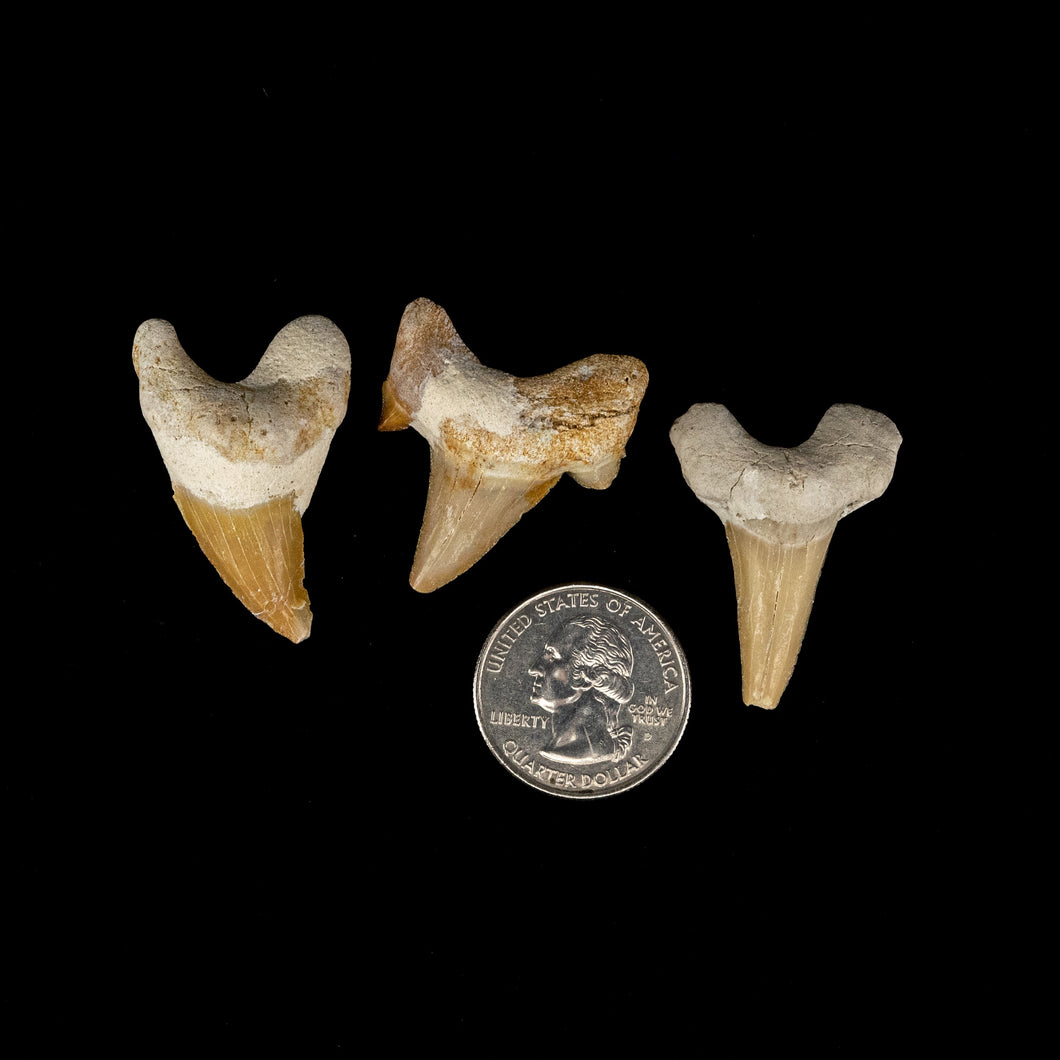 Shark teeth, Morroco Fossil 35-45 mm