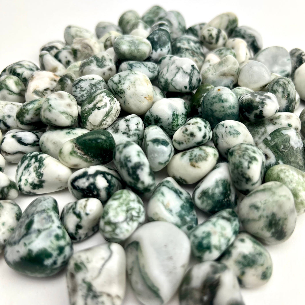 Tree Agate | Tumbled | 15-25mm | 1lb | India