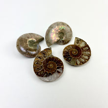 Load image into Gallery viewer, Opalized Ammonite | 30-35mm
