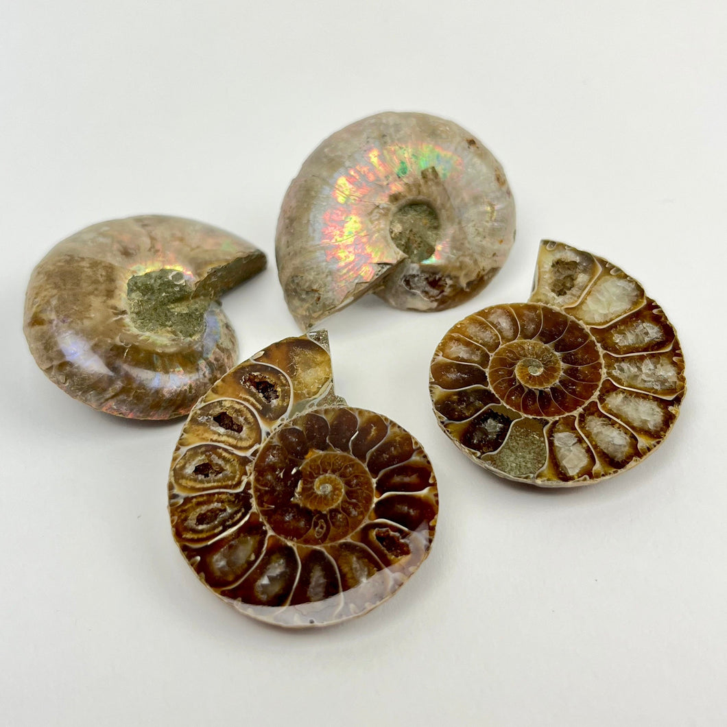 Opalized Ammonite | 30-35mm