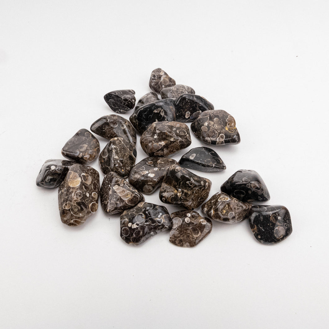 Turritella Agate tumbled mexico lg. sz 1 kilo bag (2.2 lb.)